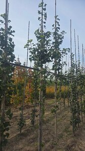 Ginkgo bil. 'Princeton Sentry' 8-10 cm met kluit geveerd