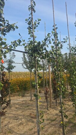 Ginkgo bil. 'Tremonia' 8-10 cm met kluit geveerd