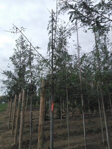 Gleditsia triacanthos 6-8 Hoogstam wortelgoed - afbeelding 3