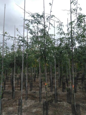 Gleditsia triacanthos 8-10 Hoogstam wortelgoed - afbeelding 1