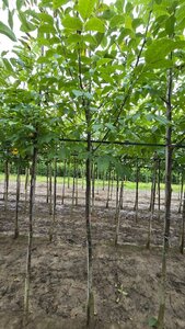 Juglans regia 10-12 Hoogstam wortelgoed - afbeelding 3