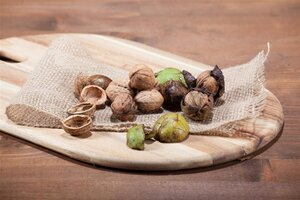 Juglans regia 10-12 STA BR - image 2