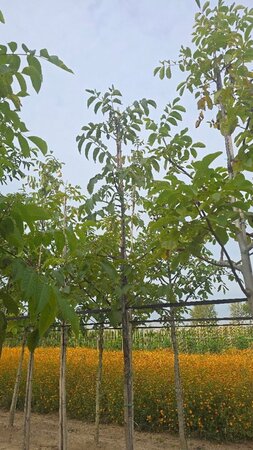 Juglans regia 10-12 STA BR - image 5