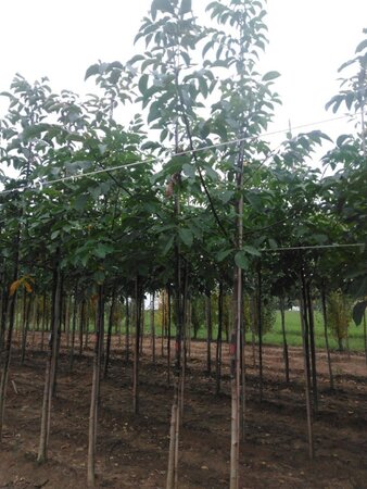 Juglans regia 10-12 STA BR - image 7