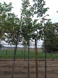 Juglans regia 14-16 Hoogstam wortelgoed 2 X verplant - afbeelding 6