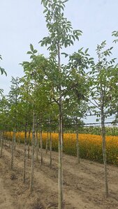 Juglans regia 16-18 Hoogstam draadkluit 3 X verplant - afbeelding 3