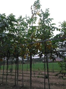 Juglans regia 16-18 Hoogstam draadkluit 3 X verplant - afbeelding 6