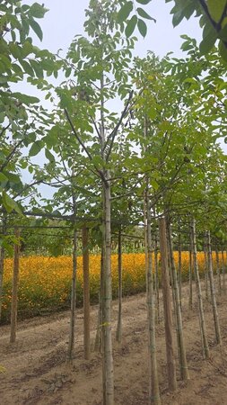 Juglans regia 16-18 Hoogstam draadkluit 3 X verplant - afbeelding 5