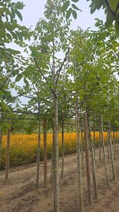 Juglans regia 16-18 Hoogstam draadkluit 3 X verplant - afbeelding 5