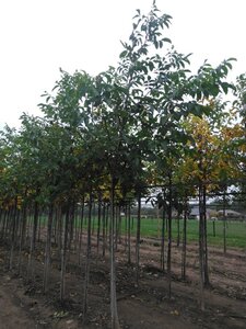 Juglans regia 18-20 Hoogstam draadkluit 3 X verplant - afbeelding 4