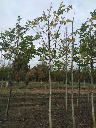 Juglans regia 18-20 STA WRB 3 X V - image 5