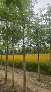 Juglans regia 20-25 Hoogstam draadkluit 3 X verplant