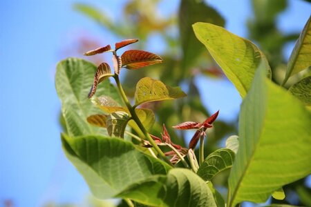 Juglans regia 25-30 Hoogstam draadkluit 4 X verplant - afbeelding 2