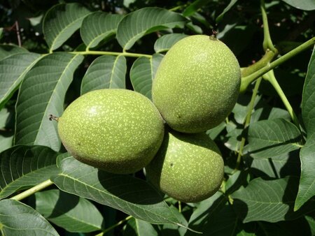 Juglans regia 25-30 Hoogstam draadkluit 4 X verplant - afbeelding 3