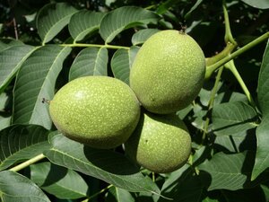 Juglans regia 25-30 Hoogstam draadkluit 4 X verplant - afbeelding 3
