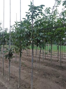 Juglans regia 6-8 STA BR - image 4