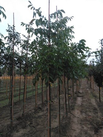 Juglans regia 8-10 STA4 WRB - image 3