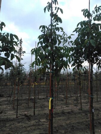 Juglans r. 'Broadview' 10-12 Hoogstam wortelgoed - afbeelding 3