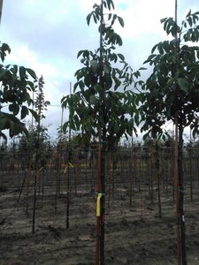 Juglans r. 'Broadview' 10-12 Hoogstam wortelgoed - afbeelding 3