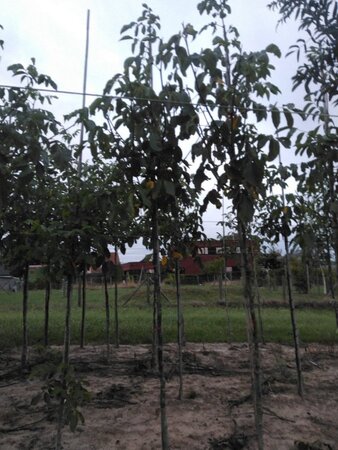 Juglans r. 'Broadview' 10-12 Hoogstam wortelgoed - afbeelding 2