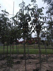 Juglans r. 'Broadview' 10-12 Hoogstam wortelgoed - afbeelding 2