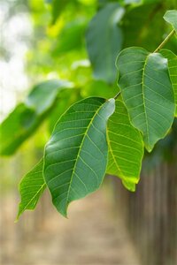 Juglans r. 'Broadview' 12-14 Hoogstam draadkluit 2 X verplant - afbeelding 2