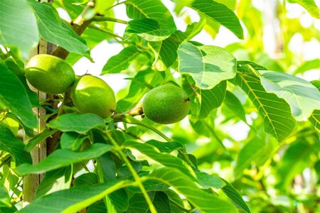 Juglans r. 'Broadview' 12-14 Hoogstam draadkluit 2 X verplant - afbeelding 6