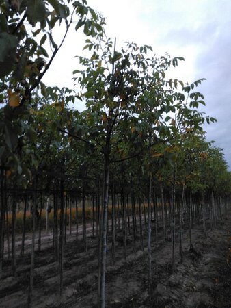 Juglans r. 'Broadview' 14-16 Hoogstam wortelgoed 2 X verplant - afbeelding 8