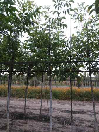 Juglans r. 'Coenen' 16-18 Hoogstam draadkluit 3 X verplant