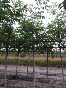 Juglans r. 'Coenen' 16-18 Hoogstam draadkluit 3 X verplant