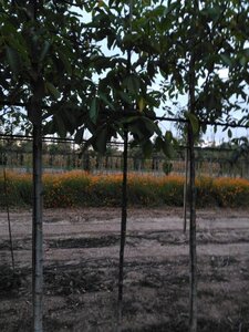 Juglans r. 'Coenen' 8-10 STA4 BR
