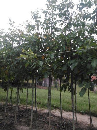 Juglans r. 'Lange van Lod' 12-14 Hoogstam wortelgoed 2 X verplant