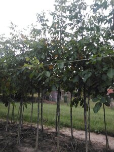 Juglans r. 'Lange van Lod' 12-14 Hoogstam wortelgoed 2 X verplant