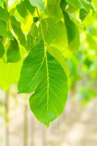 Juglans r. 'Lange van Lod' 6-8 STA BR