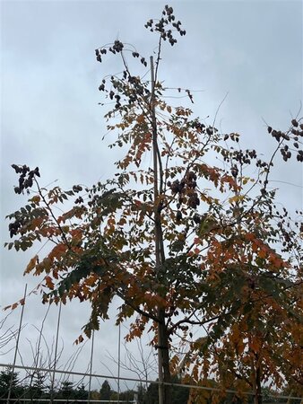 Koelreuteria paniculata 12-14 STA WRB 2 X V - image 1