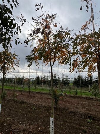 Koelreuteria paniculata 16-18 Hoogstam draadkluit 3 X verplant - afbeelding 2