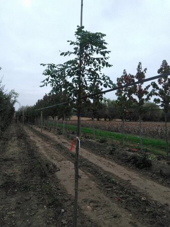 Koelreuteria paniculata 6-8 Hoogstam met kluit
