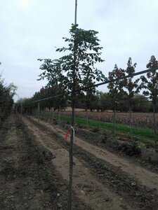 Koelreuteria paniculata 6-8 Hoogstam met kluit