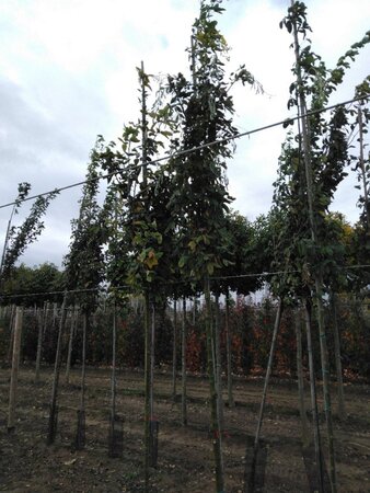 Laburnum anagyroides 10-12 Hoogstam wortelgoed - afbeelding 2