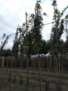 Laburnum anagyroides 10-12 Hoogstam wortelgoed - afbeelding 2