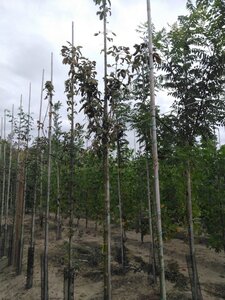 Laburnum anagyroides 8-10 Hoogstam wortelgoed - afbeelding 1