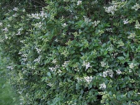 Ligustrum ovalifolium 100-125 cm met kluit