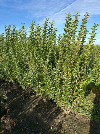 Ligustrum ovalifolium 150-175 cm met kluit - afbeelding 4