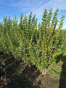 Ligustrum ovalifolium 150-175 cm met kluit - afbeelding 4