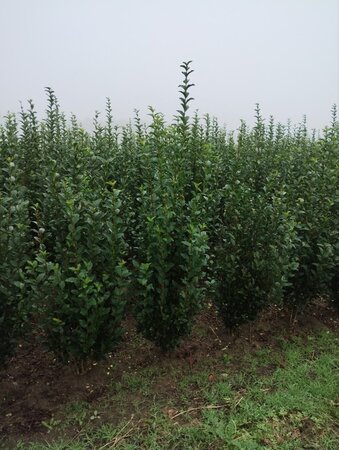 Ligustrum ovalifolium 150-175 cm met kluit - afbeelding 5