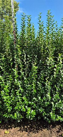 Ligustrum ovalifolium 175-200 cm met kluit - afbeelding 3