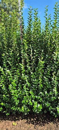 Ligustrum ovalifolium 175-200 cm met kluit - afbeelding 4