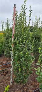 Ligustrum ovalifolium 175-200 cm met kluit - afbeelding 2