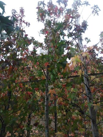 Liquidambar s. 'Lane Roberts' 12-14 Hoogstam draadkluit 2 X verplant - afbeelding 5