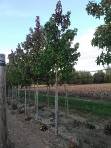 Liquidambar s. 'Lane Roberts' 16-18 STA WRB 3 X V - image 5